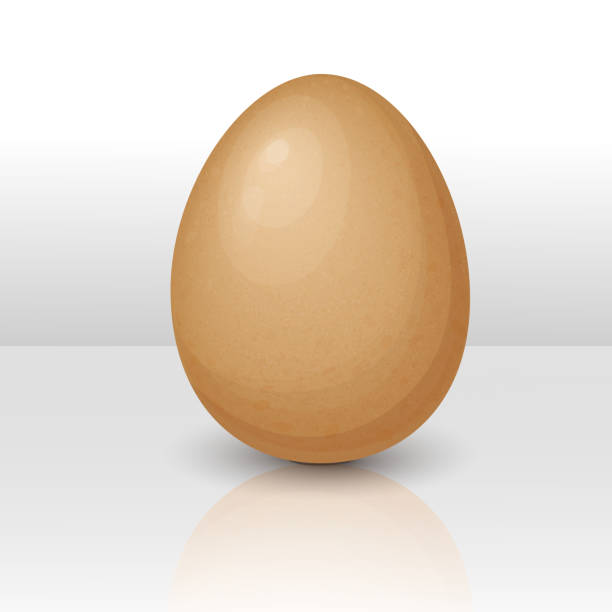 벡터 계란. 흰에 고립된 갈색 닭고기 또는 동물 계란 한 개. 삶은 또는 생 신선한 계란. 부드러운 그림자가 있는 벡터 사실적인 3d 일러스트레이션. 타원형 모양. 부활절 기호, 유기농 농장 제품 - white background brown animal egg ellipse stock illustrations