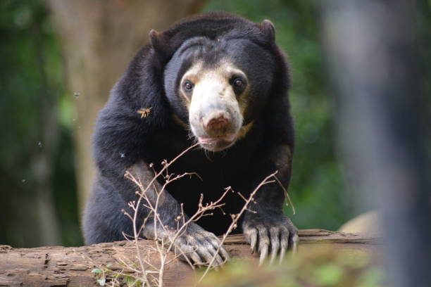 The sun bear, Helarctos malayanus, locally known as Beruang Madu, is a species in the family Ursidae occurring in the tropical forests of Indonesia and  Southeast Asia.