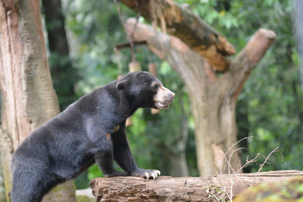 istock The sun bear, Helarctos malayanus 1309923972