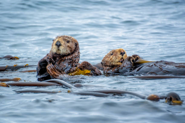 Sea otters in the ocean in Tofino, Vancouver island, British Columbia, Canada Sea otters in the ocean in Tofino, Vancouver island, British Columbia, Canada sea otter stock pictures, royalty-free photos & images