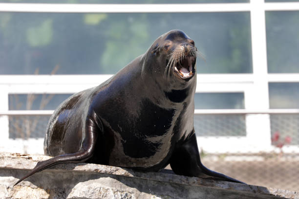 istock sea lion in a zoo 1309924260