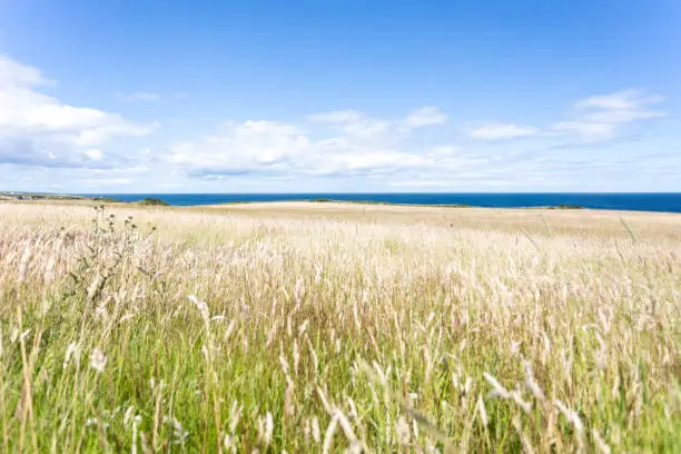 Photo of Durham Heritage Coast, tall grass fields leading to the sea on a lovely summer day