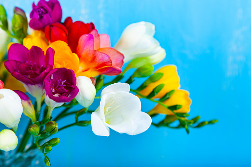 Bouquet of multi-colored freesias on a blue background. Beautiful flowers.