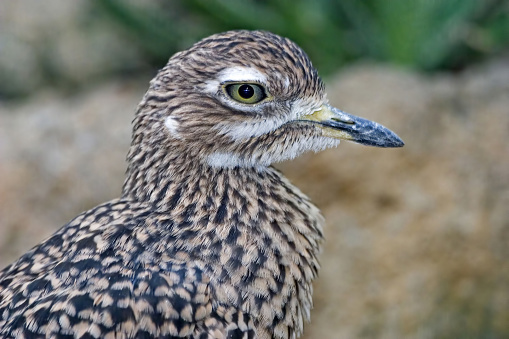 A Spotted Thick-Knee, Burhinus capensis, close up profile
