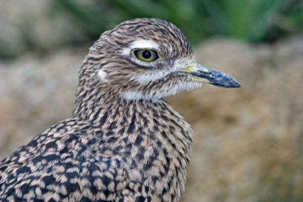 spotted thick-knee, burhinus capensis, close up profile - stone curlew imagens e fotografias de stock