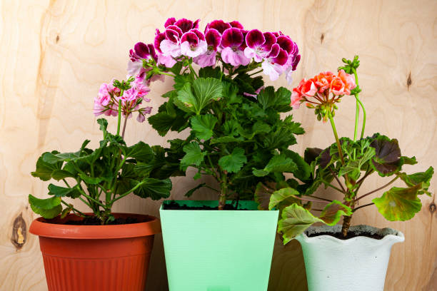 istock Indoor flowers on a wooden background. 1309925264