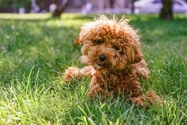 Young adorable maltipoo pup lying on green grass in the city park on beautiful summer day. A hybrid between the maltese dog and miniature poodle with long wavy hair. Close up, copy space, background.