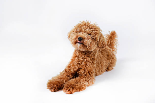 istock Long hair small breed dog. 1309926240