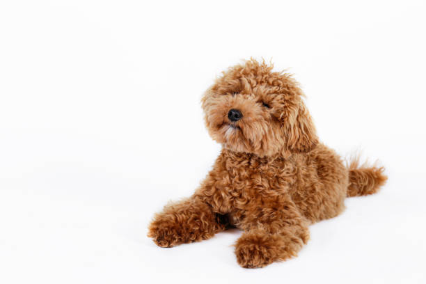 istock Long hair small breed dog. 1309926292