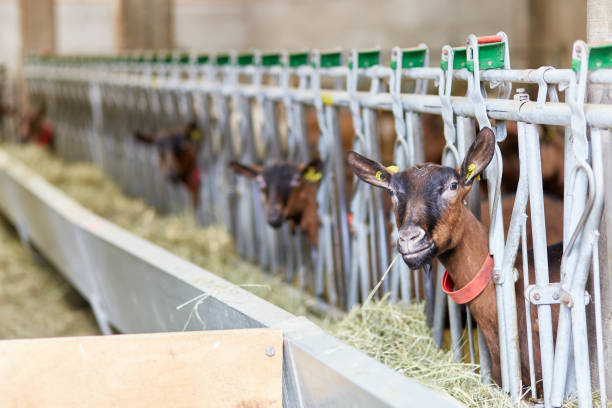 Brown goats standing in metal shelter at the animal farm and looking at the camera. Brown goats standing in metal shelter at the animal farm and looking at the camera goat pen stock pictures, royalty-free photos & images