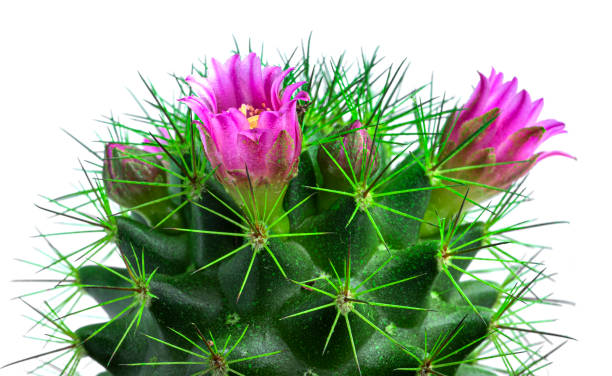 istock Cactus with flowers isolated on a white background. Blooming cactus 1309927259