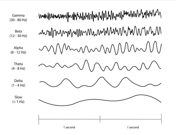 EEG (electroencephalogram) waveforms. EEG (electroencephalogram) waveforms. Slow, Delta, Theta, Alpha Beta and Gamma waves. eeg stock illustrations