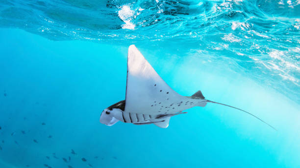 unterwasseransicht des schwebenden riesen-ozean-mantarochen - manta ray stock-fotos und bilder