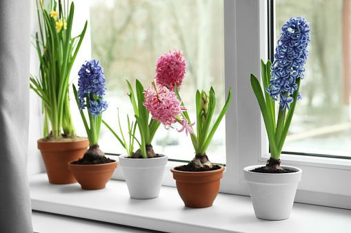 Front view of three flower pots with purple and pink hyacinths to decorate home.