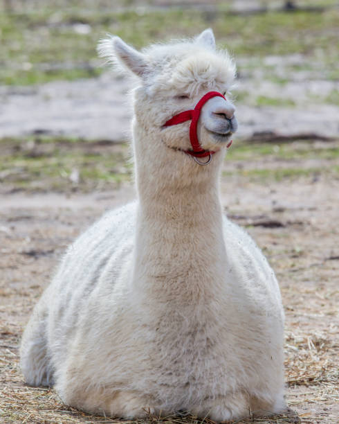 istock Portrait of a white llama lying down. 1309928408