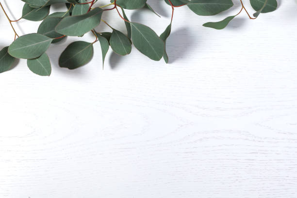istock eucalyptus leaves on light white wooden background 1309928466