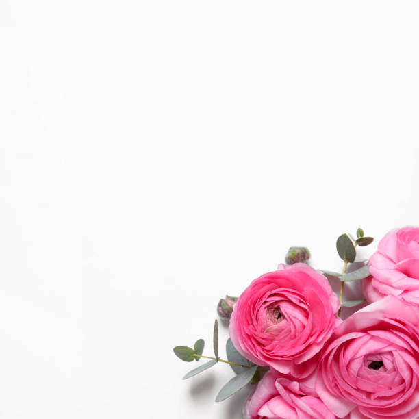 istock Beautiful ranunculus flowers on white background, top view 1309928469