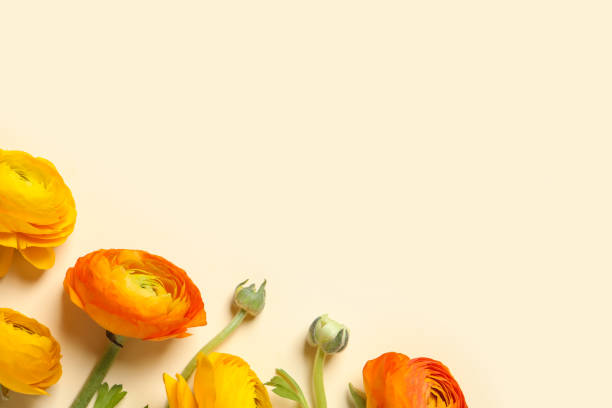 Beautiful ranunculus flowers on beige background, flat lay. Space for text