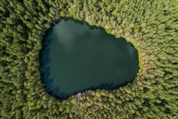 istock Certoks Lake surrounded by pine trees . Captured from above on a sunny summer day 1309929656