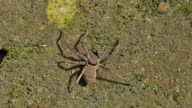 istock Spider on grounds. 1309932108