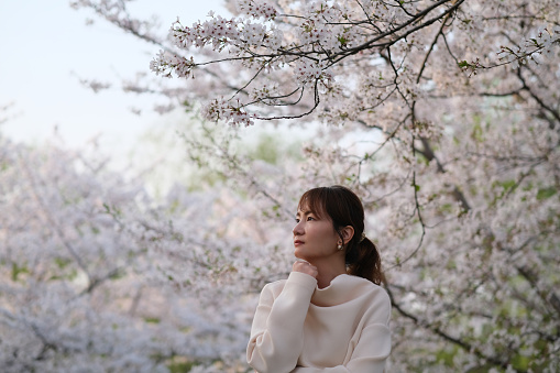 medium close up of one beautiful Asian young woman under white sakura flower tree