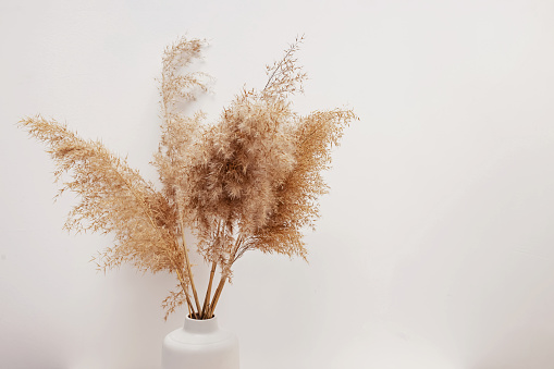 Decorative pampas grass in a vase near white wall close-up. Minimalist interior decor