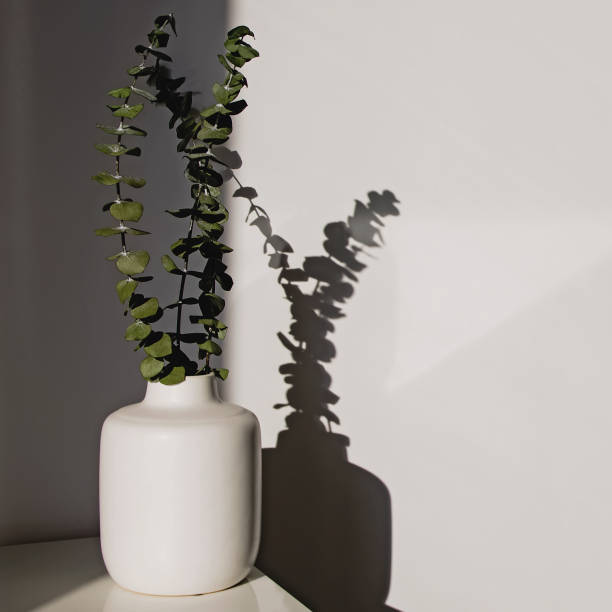 istock Eucalyptus plant branches in a white vase 1309935702
