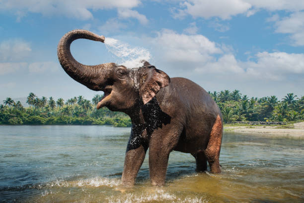 Elephant washing and splashing water through the trunk in the river stock photo