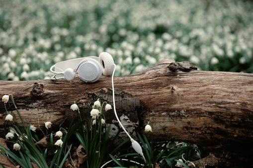 classic headphones on a meadow of snowdrops in a forest