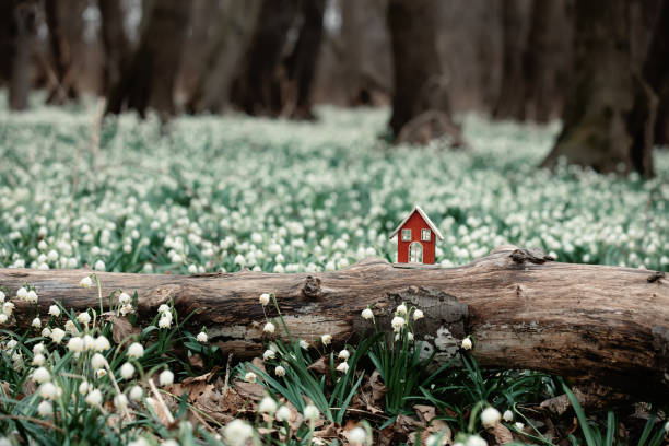 little toy house on meadow of snowdrops in a forest little toy house on meadow of snowdrops in a forest snowdrops in woodland stock pictures, royalty-free photos & images