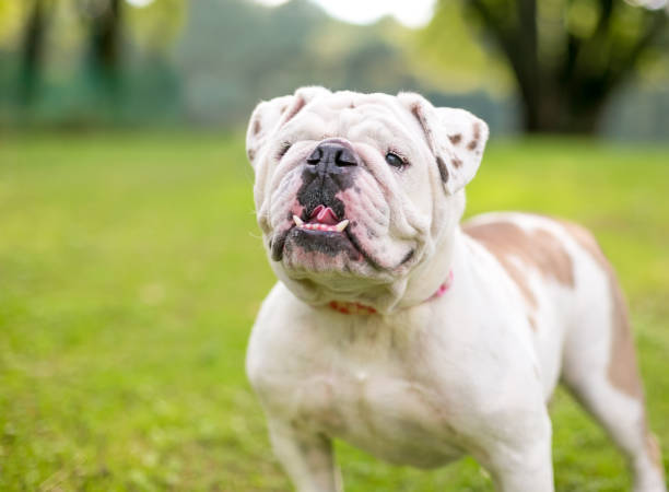 istock An English Bulldog with an underbite 1309938784