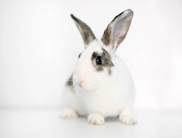 istock A white domestic pet rabbit with brown markings 1309938864
