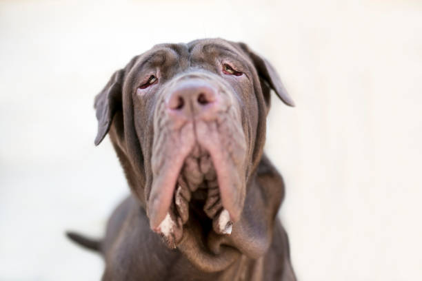 A Neapolitan Mastiff dog with ectropion