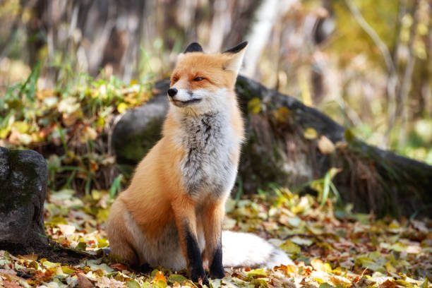 istock fox looking out through the trees in the mystical forest in autumn 1309939029
