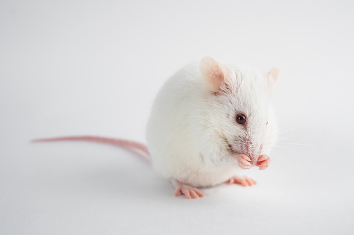 white laboratory rat isolated on grey background.
