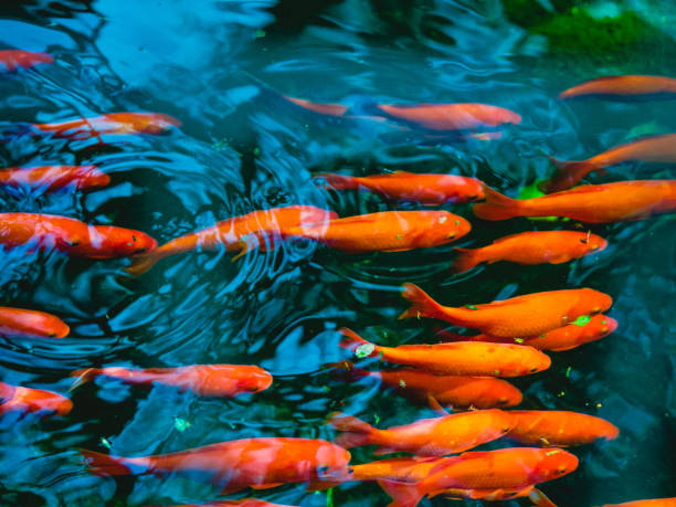 natation de poissons rouges dans un étang - goldfish photos et images de collection