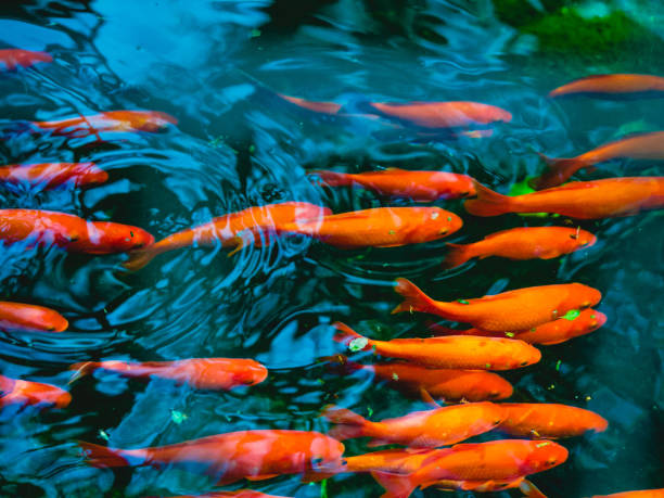 Goldfish swimming in a pond School of goldfish swimming a pond with ripples and leaves goldfish stock pictures, royalty-free photos & images