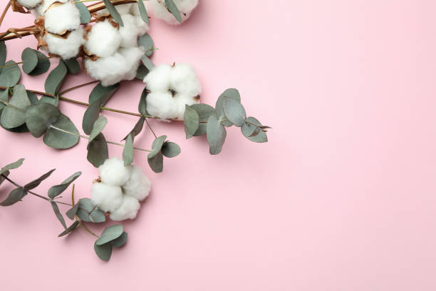 istock Beautiful eucalyptus and cotton on pink background 1309940492