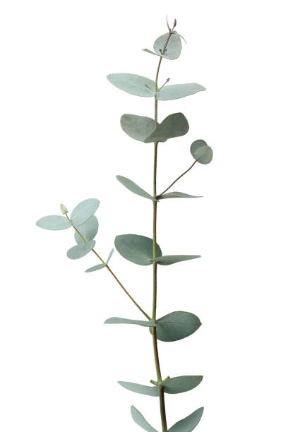 istock Beautiful eucalyptus branch isolated on white background 1309940604