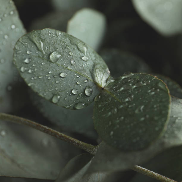 istock Beautiful eucalyptus leaves with water drops, close up 1309940770