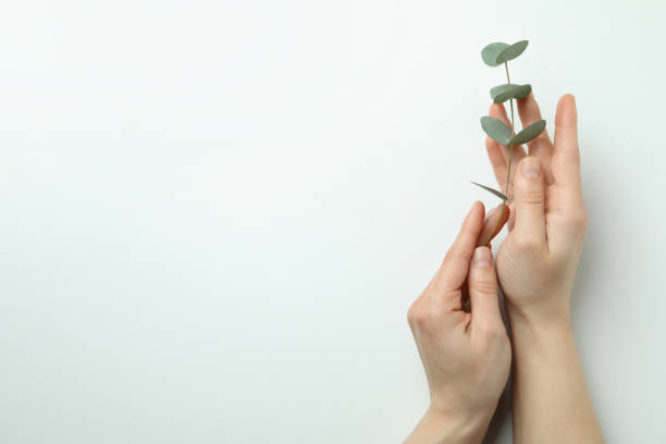 istock Female hands hold eucalyptus twig on white background 1309940873