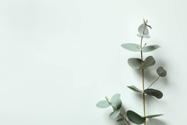 istock Beautiful eucalyptus plant twigs on white background 1309941521