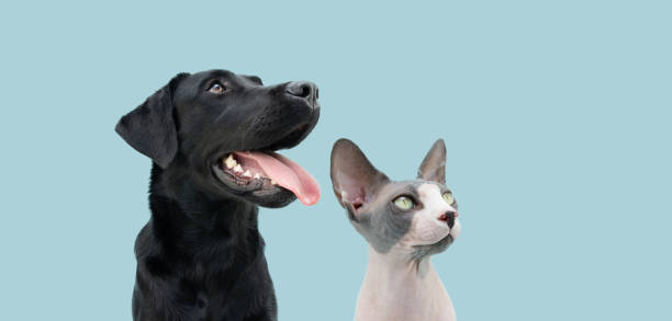ritratto cane e gatto dall'aspetto lato. isolato su sfondo pastello blu - puppy isolated animal cute foto e immagini stock