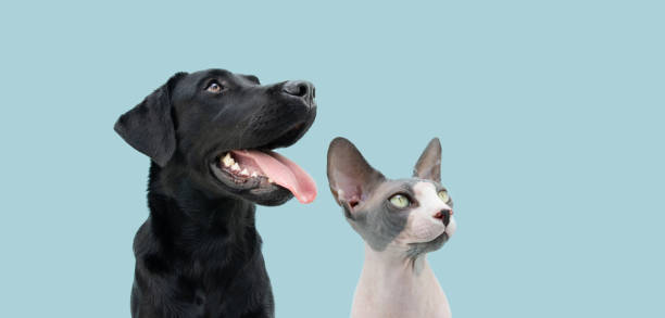 istock Portrait dog and cat looking side. Isolated on blue pastel background 1309941781