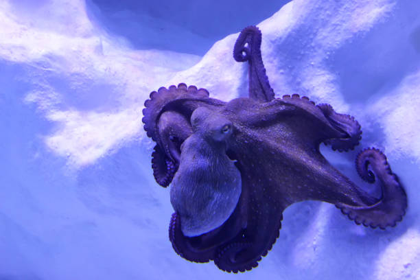 istock Common Octopus Resting On A Reef. Wildlife animal. 1309941922