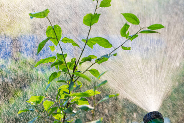 istock Lawn sprinkler spaying water in a garden 1309941995