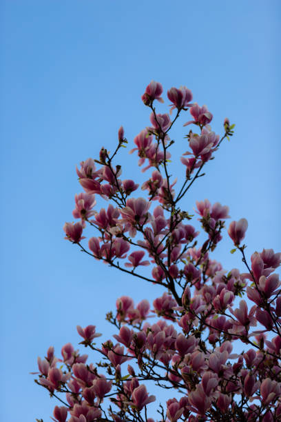 istock blossoming magnolia trees in Maastricht during spring time bringing happiness and good feelings to people 1309942136