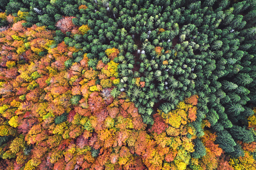 Beautiful natural pattern: aerial view on green pine forest and mixed forest in autumn colours.