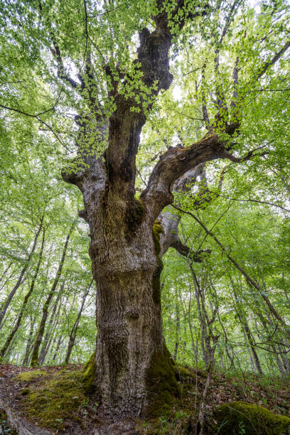 istock vertical photo of an old tree in a green forest 1309943558
