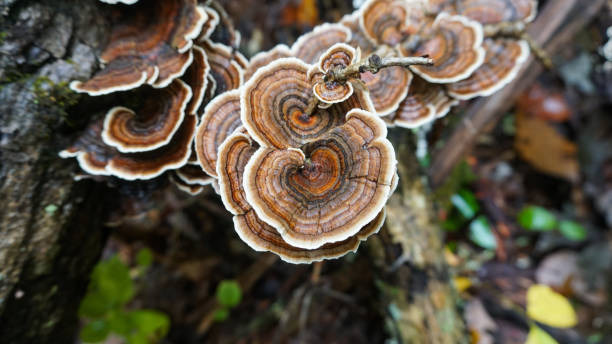 Turkey Tail (Trametes versicolor) mushroom growing on a decaying stump. A cluster of vibrant blue and yellow mushrooms growing in the wild. These herbs have many immune enhancing benefits. stock photo